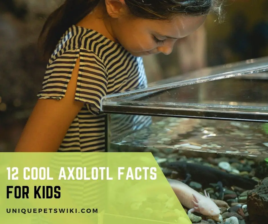 Axolotl Facts For Kids