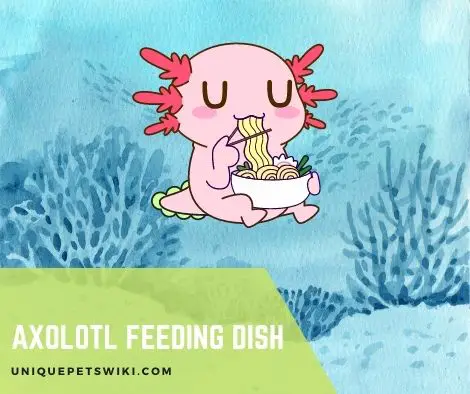 Axolotl Feeding Dish