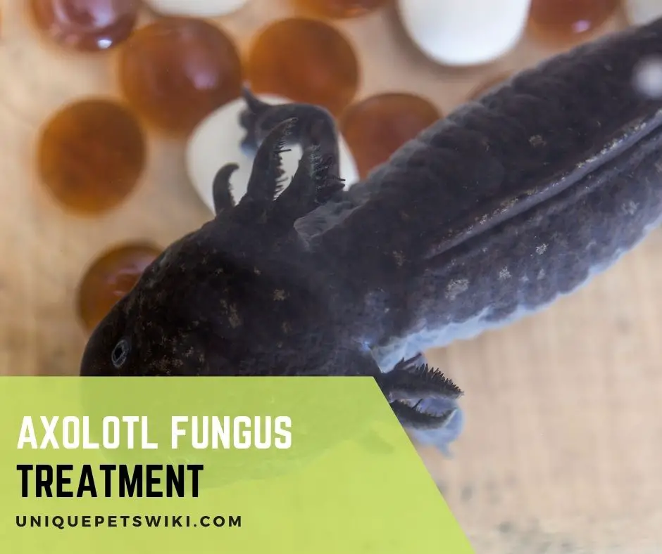 Axolotl Fungus Treatment