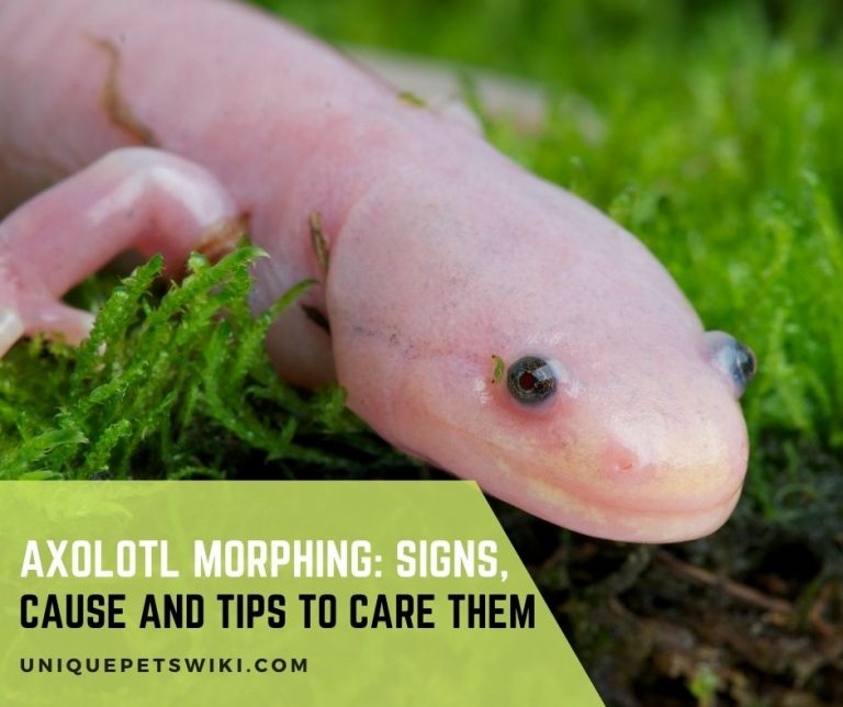 Axolotl Morphing Signs, Cause and Tips to Care for Them