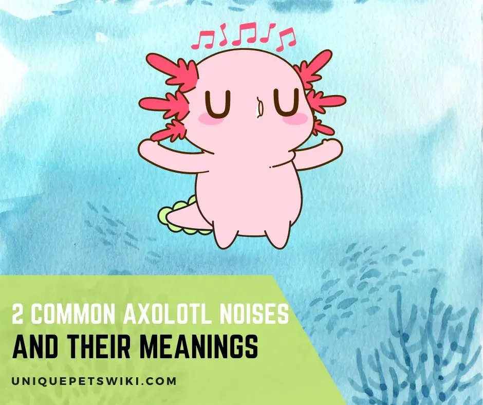 Axolotl Noises and Their Meanings