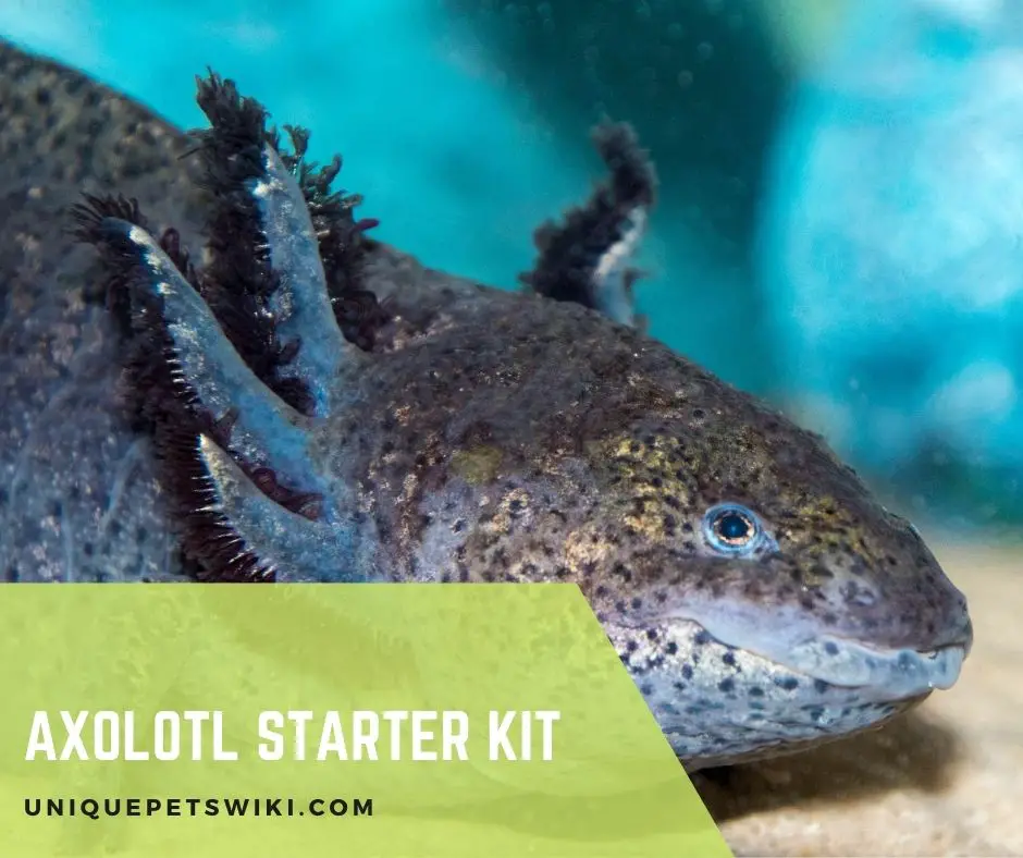 Axolotl Starter Kit