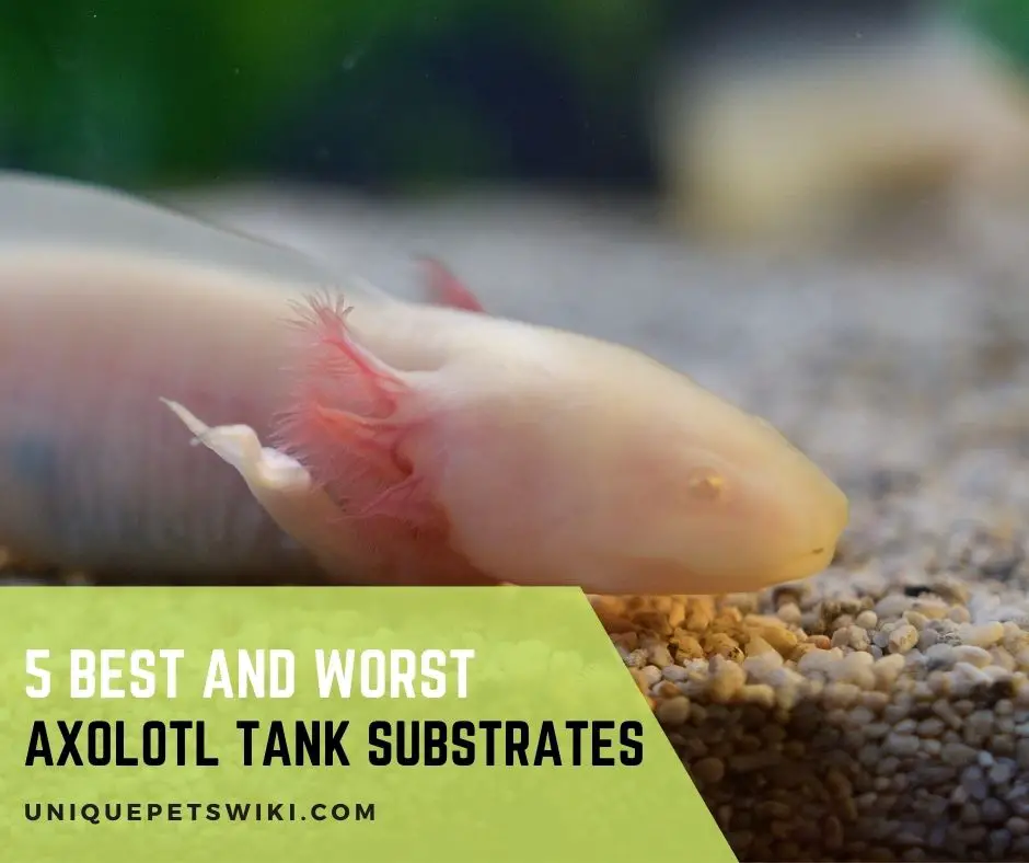 Axolotl Tank Substrates