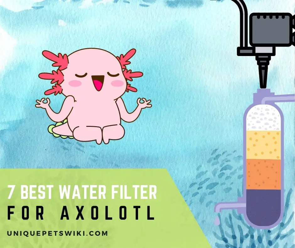 Best Water Filter For Axolotl