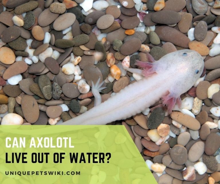 Can Axolotl Live Out of Water?