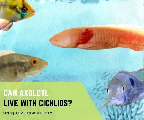 Can Axolotl Live with Cichlids