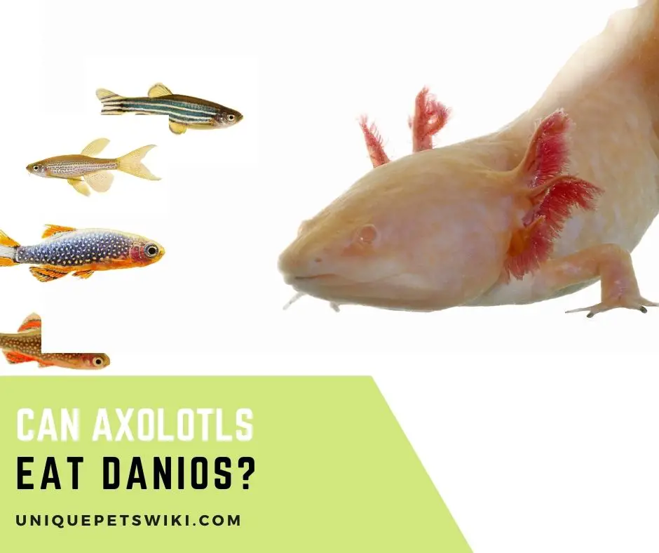 Can Axolotls Eat Danios