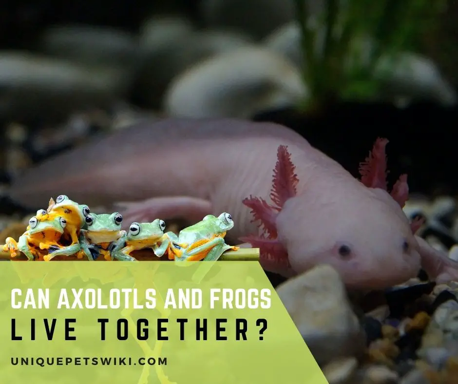 Can Axolotls and Frogs Live Together
