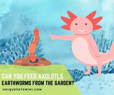 Can You Feed Axolotls Earthworms From The Garden