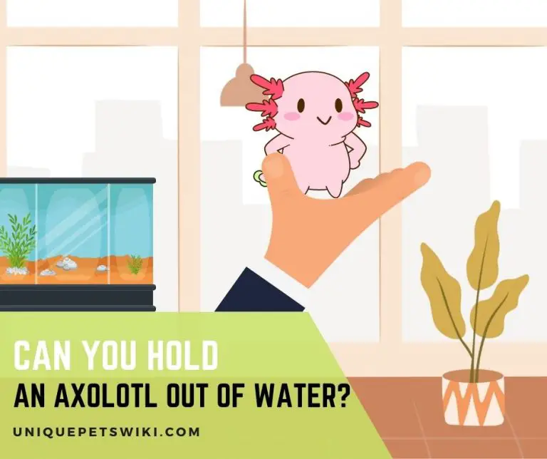 Can You Hold an Axolotl Out of Water?