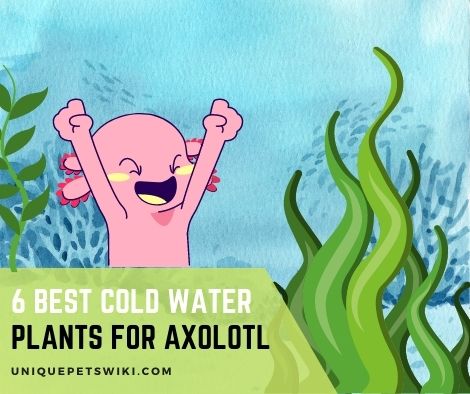 Cold Water Plants for Axolotl