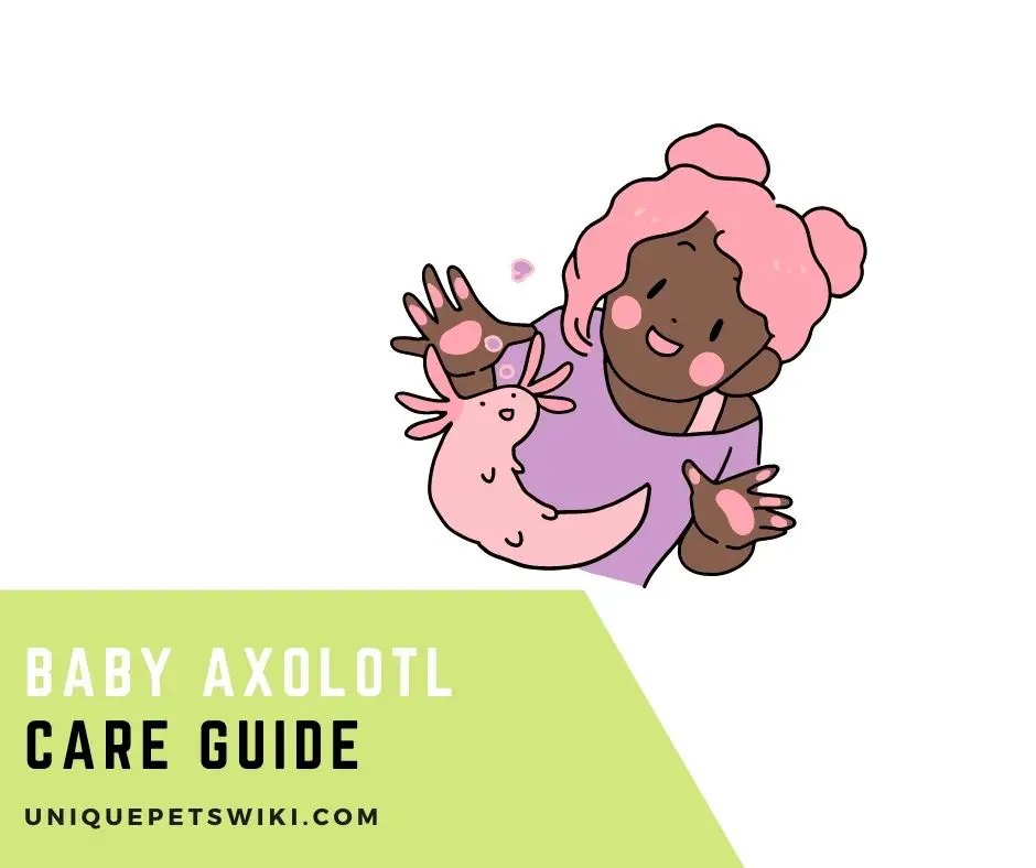 Complete Baby Axolotl Care Guide