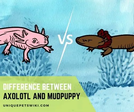 Difference Between Axolotl and Mudpuppy
