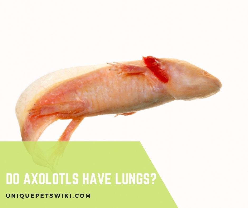 Do Axolotls Have Lungs