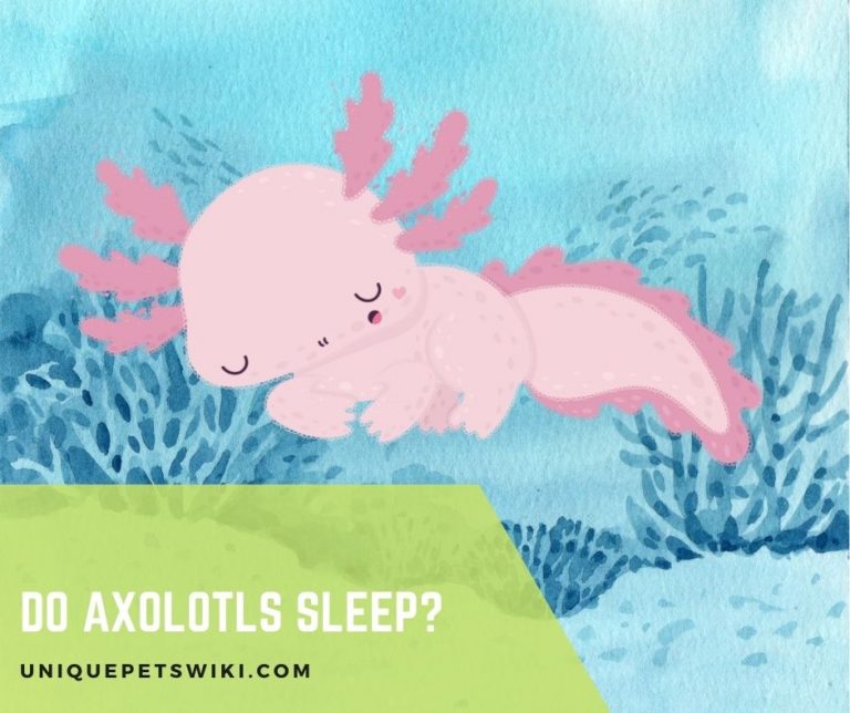 Do Axolotls Sleep?