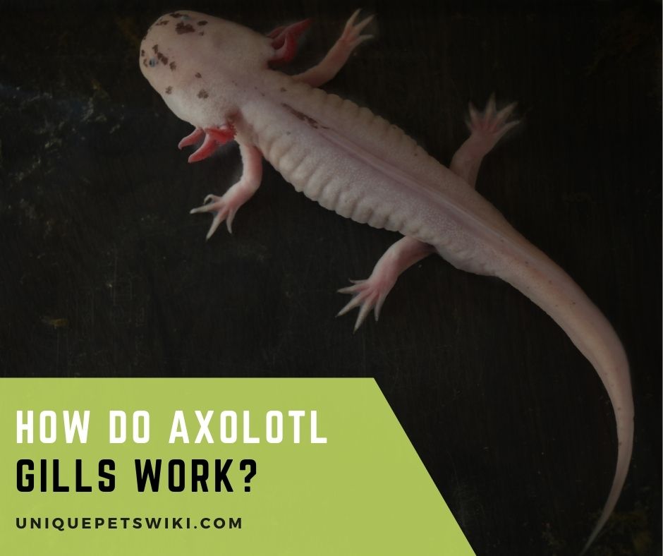 How Do Axolotl Gills Work