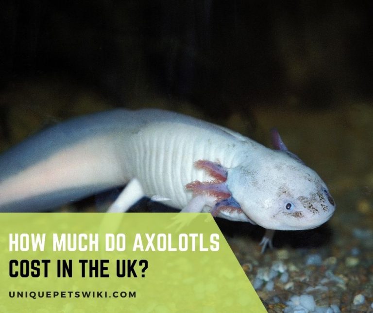 How Much Do Axolotls Cost In The UK?