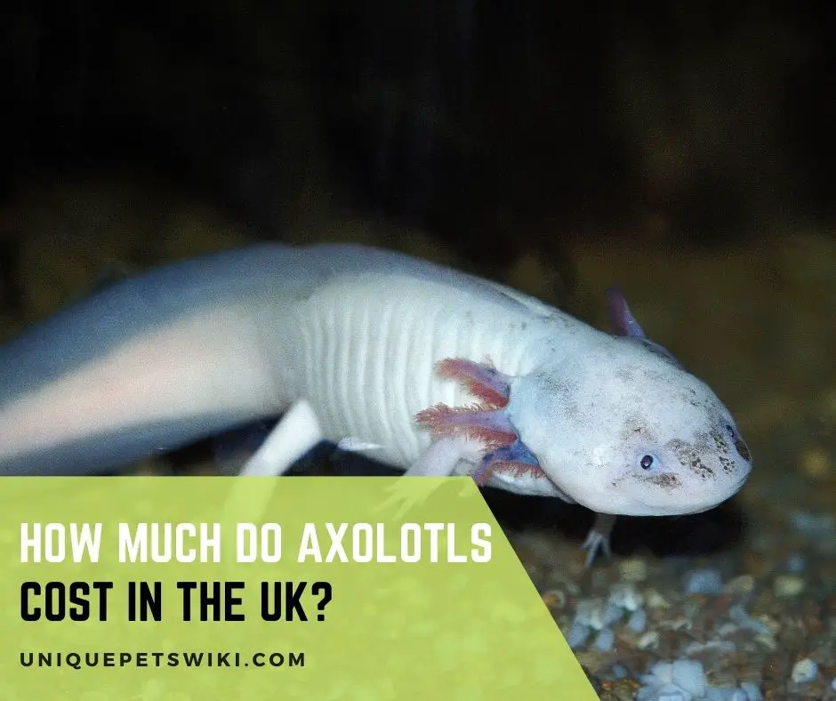 How Much Do Axolotls Cost In The UK