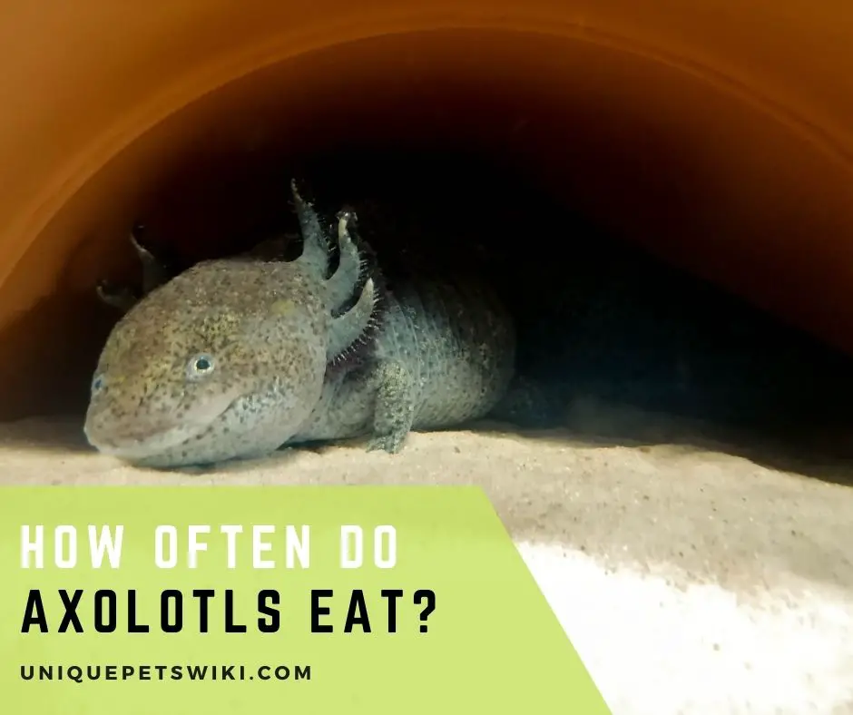 How Often Do Axolotls Eat