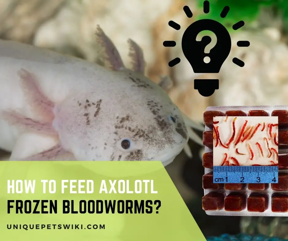 How To Feed Axolotl Frozen Bloodworms