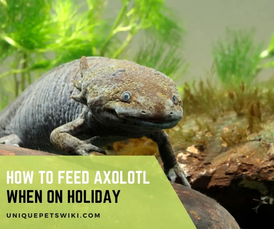 How To Feed Axolotl When On Holiday