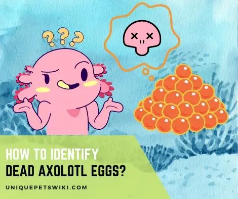 How To Identify Dead Axolotl Eggs