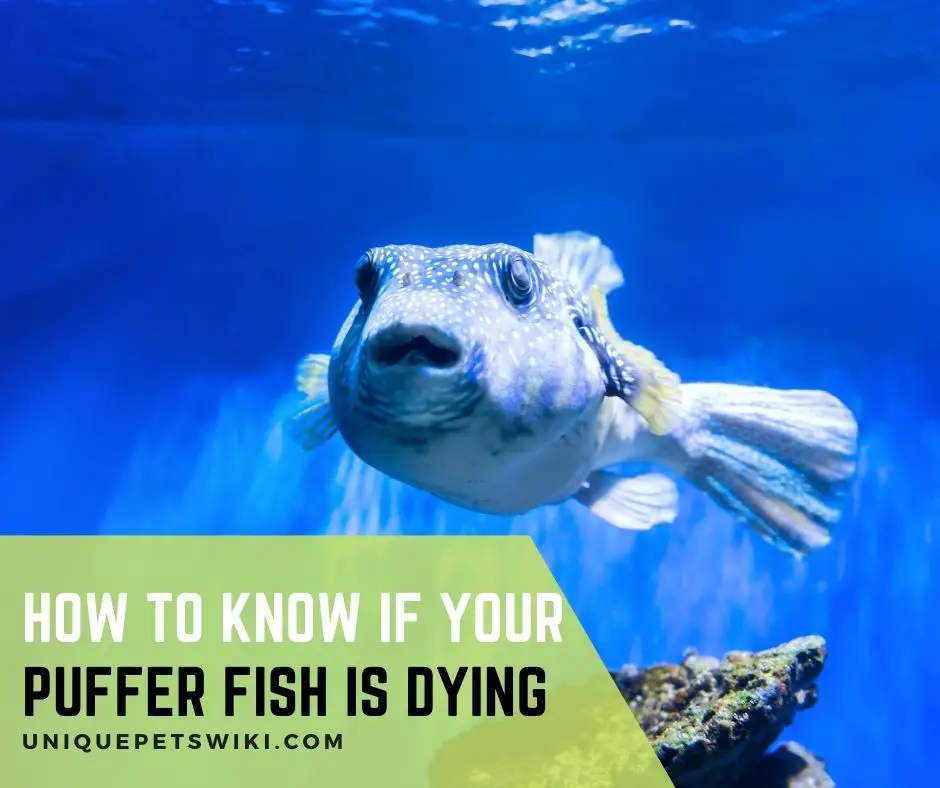 How To Know If Your Puffer Fish Is Dying