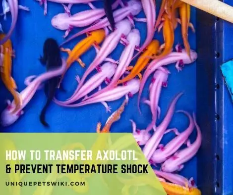How To Transfer Axolotl