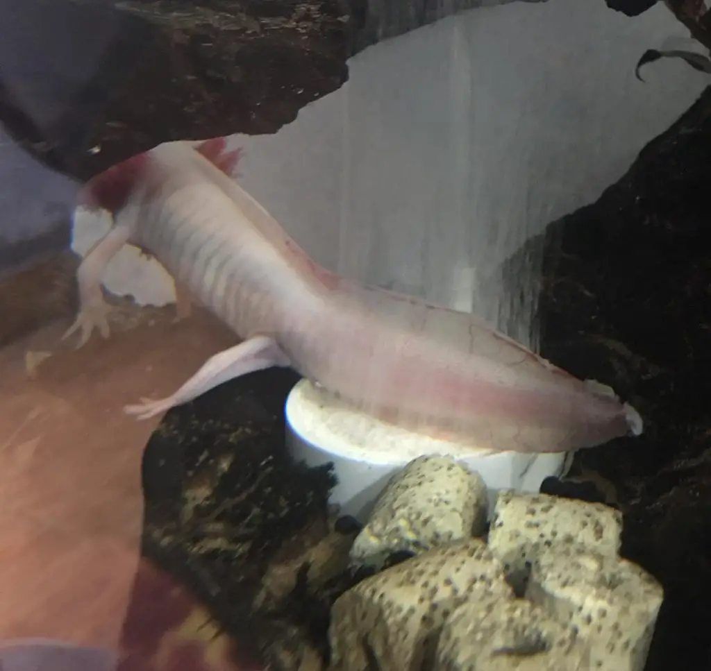 Fin Rot Treatment