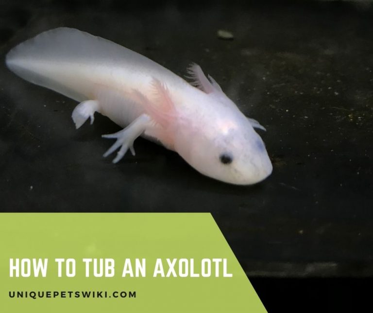 How to Tub an Axolotl