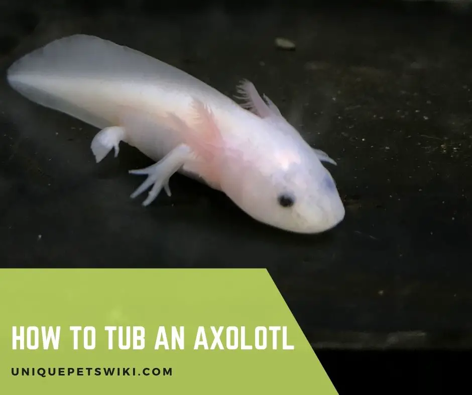 Tub an Axolotl