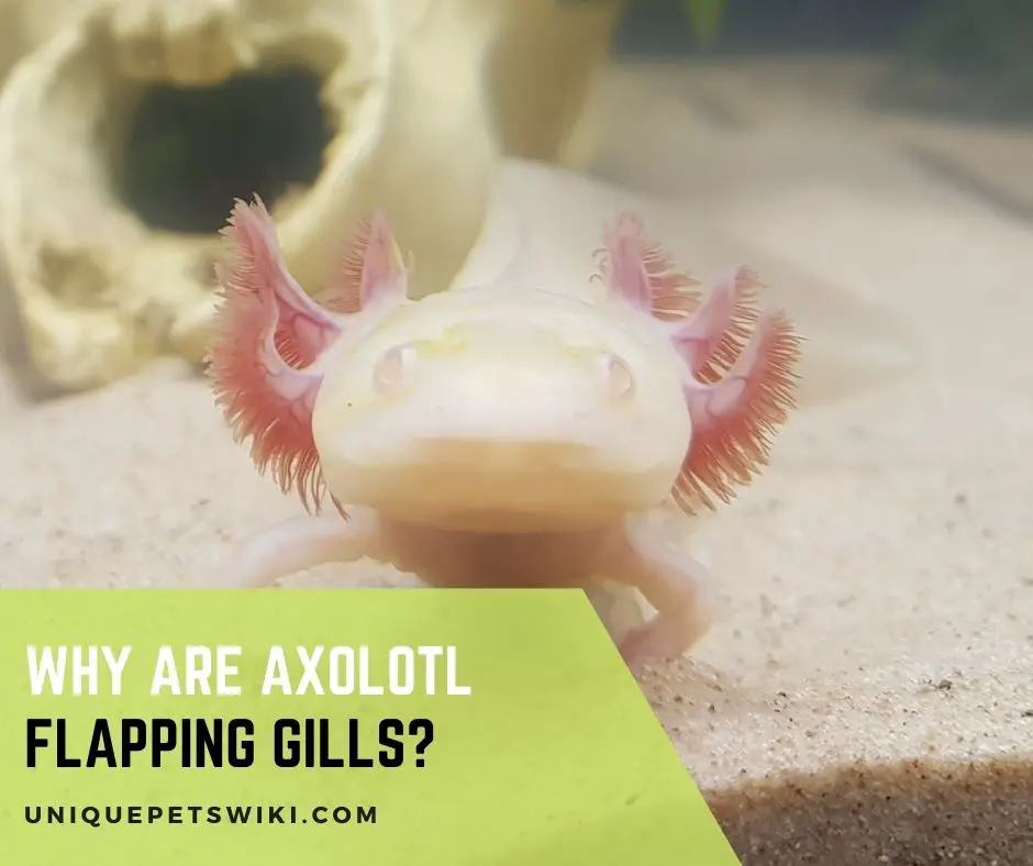 Why Are Axolotl Flapping Gills