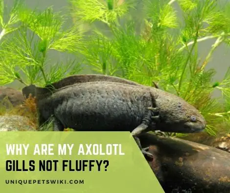 Why Are My Axolotl Gills Not Fluffy