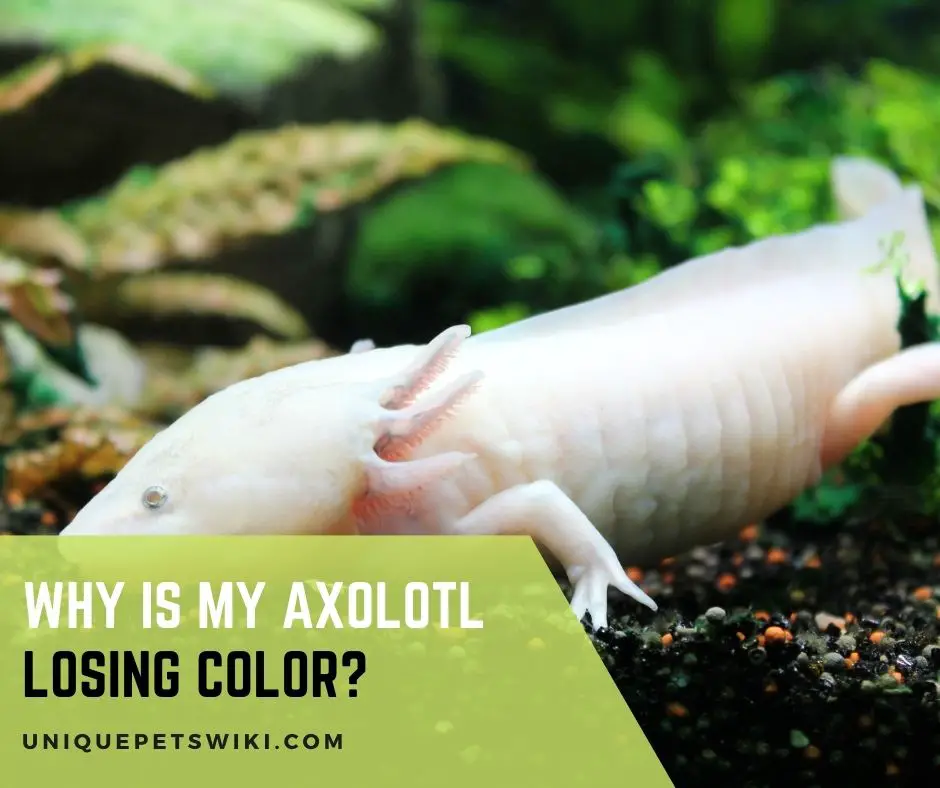Why Is My Axolotl Losing Color