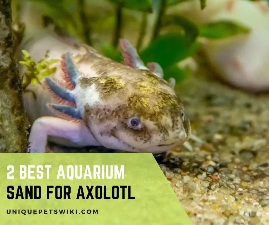 aquarium sand for axolotl
