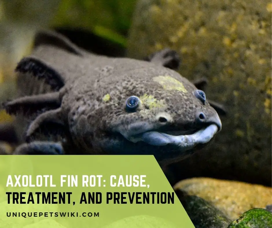axolotl fin rot