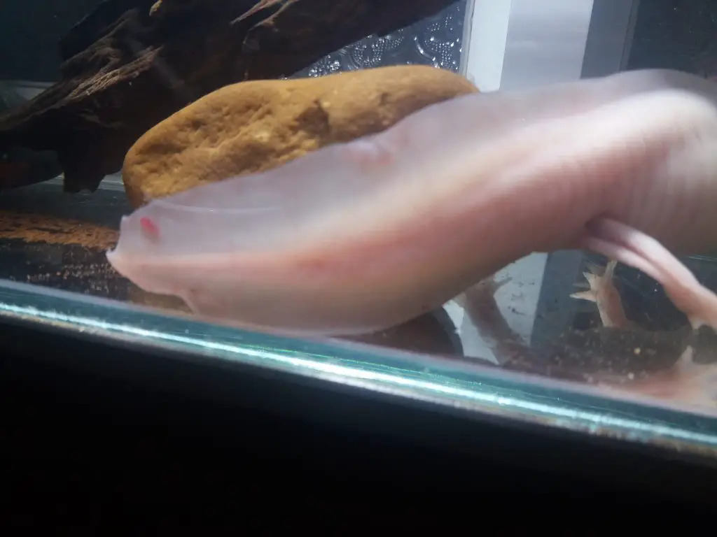 Axolotl Fin Rot