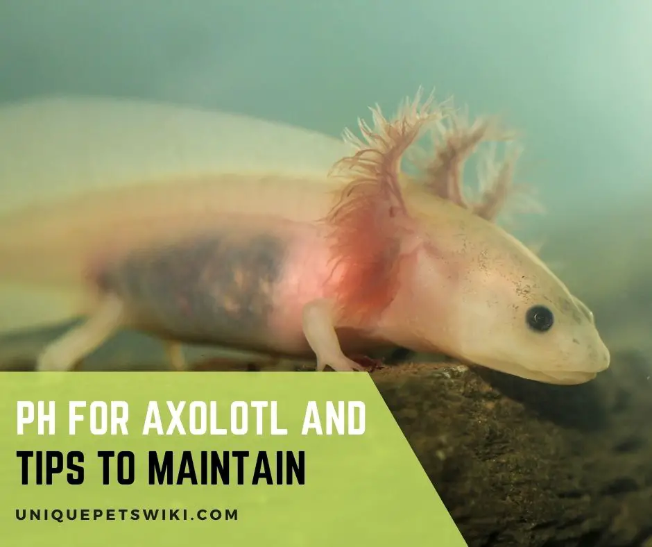 pH for Axolotl and Tips to Maintain