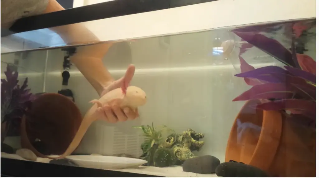 transfer axolotl with your hand