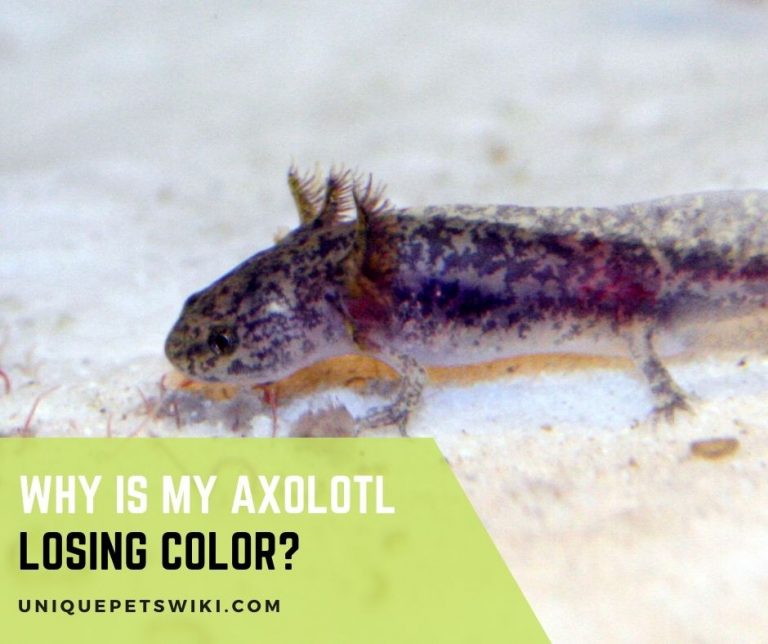 Why Do Axolotls Change Color?