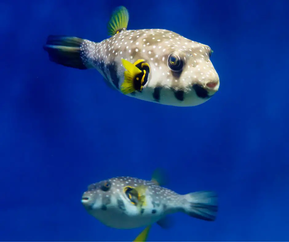 2 puffer fish about to mate