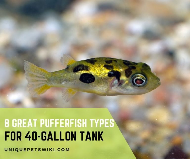 8 Great Puffer Fish Types for 40Gallon Tank