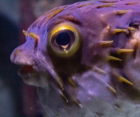 9 Pufferfish Dying Signs