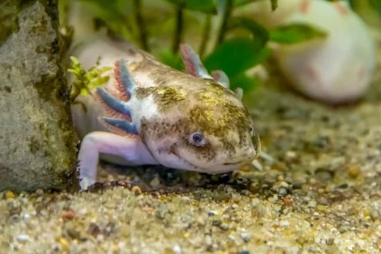 A sick axolotl