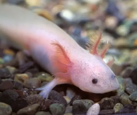 An axolotl's skin and gills are delicate