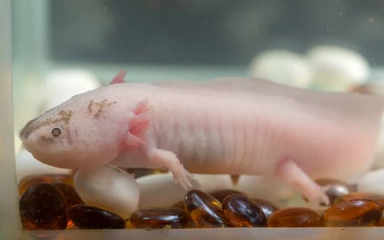 An impacted axolotl will try to throw up