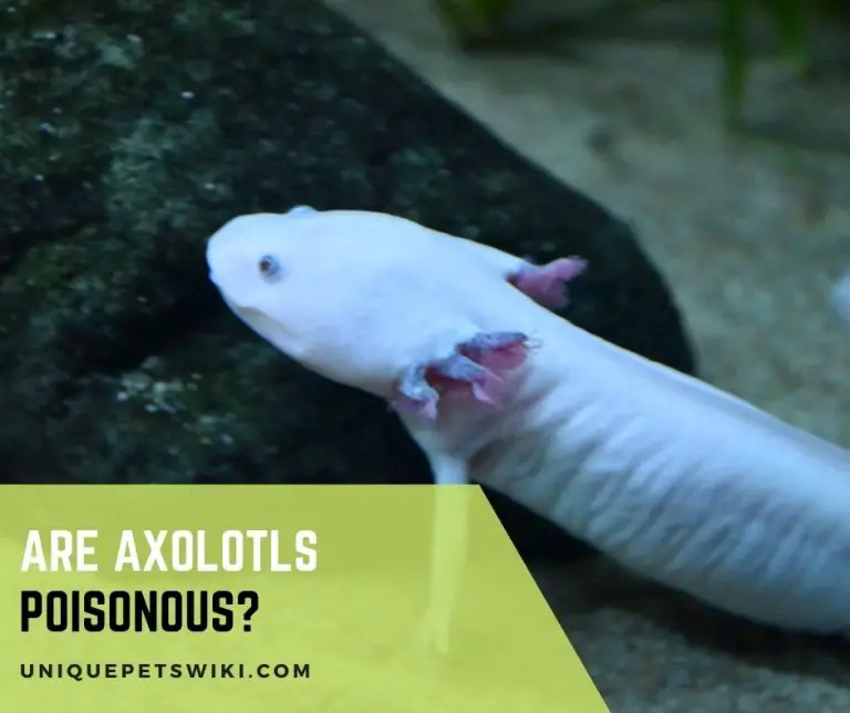 Are Axolotls Poisonous?