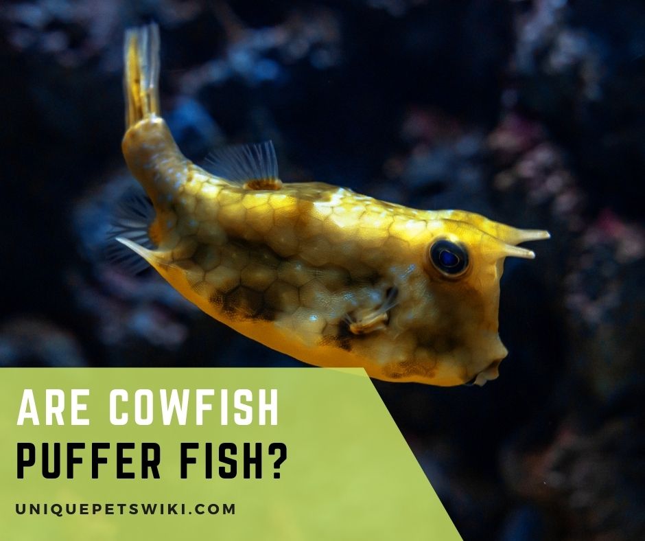 Are Cowfish Puffer Fish