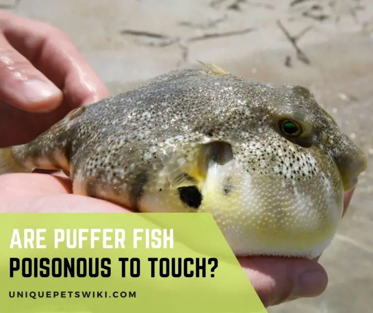 Are Puffer Fish Poisonous to Touch?
