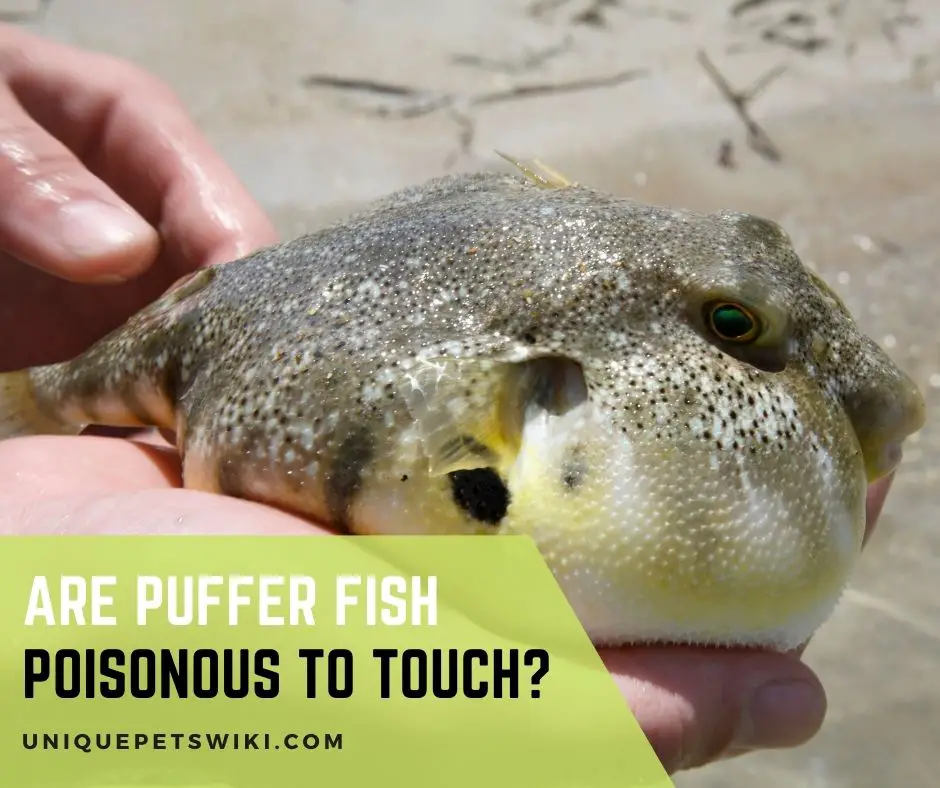 Are Puffer Fish Poisonous to Touch